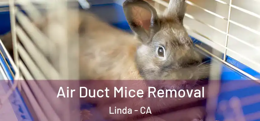  Air Duct Mice Removal Linda - CA